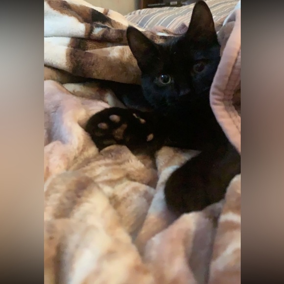 Meet your Posher, Hailey - Picture 11 of 16